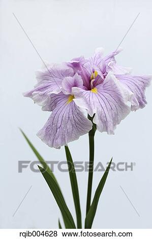 Japanese iris View Large Photo Image Stock Photo - Japanese iris. Fotosearch