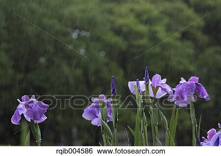 Japanese iris View Large Photo Image Stock Photograph - Japanese iris. Fotosearch