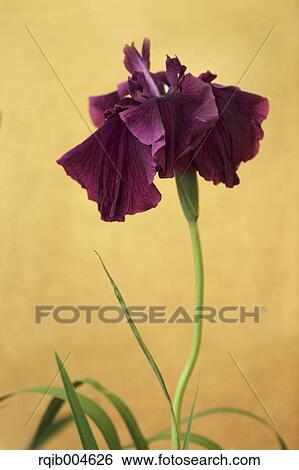 Japanese iris View Large Photo Image Stock Photograph - Japanese iris. Fotosearch
