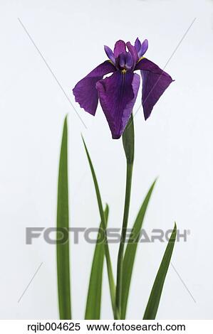 Stock Photography - Japanese iris. Fotosearch