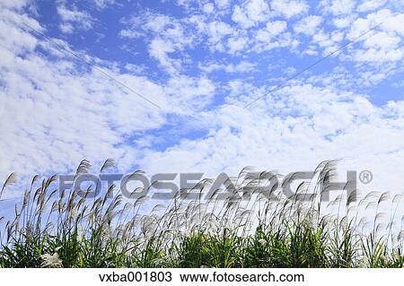 Japanese Silver Grass And Sky With Clouds Stock Image Vxba Fotosearch