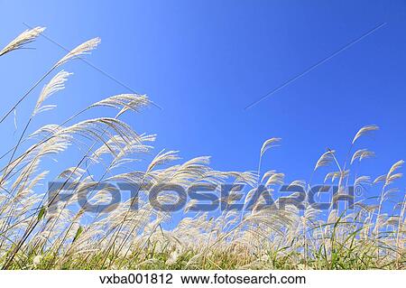 Japanese silver grass and sky with clouds View Large Photo Image Stock Image - Japanese silver grass and sky with clouds. Fotosearch