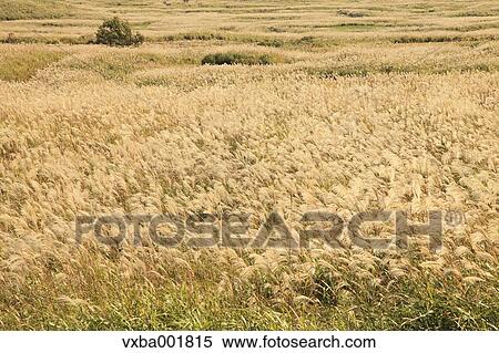Stock Photography - Japanese silver grass. Fotosearch