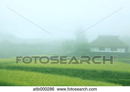 Stock Photograph - Japanese traditional house and rapeseed flowers in the fog. Fotosearch