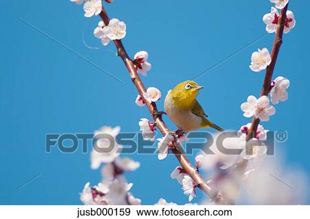 Japanese white-eye on plum tree View Large Photo Image Stock Photo - Japanese white-eye on plum tree. Fotosearch