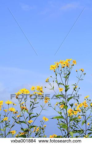 Jerusalem artichoke flowers and sky View Large Photo Image Picture - Jerusalem artichoke flowers and sky. Fotosearch