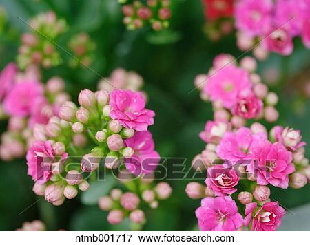 Kalanchoe flowers View Large Photo Image Stock Photo - Kalanchoe flowers. Fotosearch