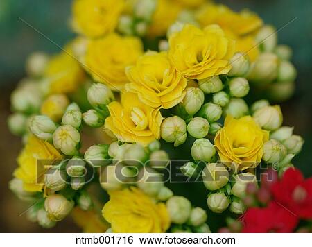 Kalanchoe flowers View Large Photo Image Stock Photograph - Kalanchoe flowers. Fotosearch