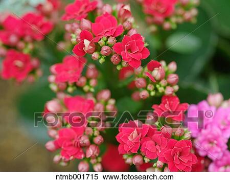 Kalanchoe flowers View Large Photo Image Stock Photography - Kalanchoe flowers. Fotosearch