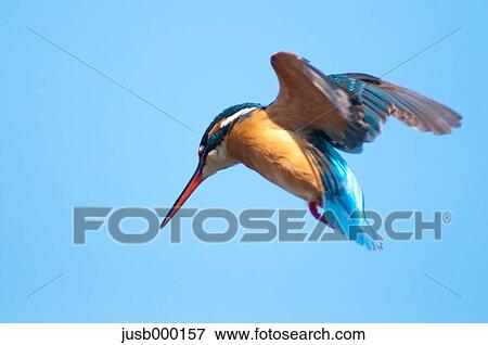 Kingfisher flying View Large Photo Image Stock Photo - Kingfisher flying. Fotosearch