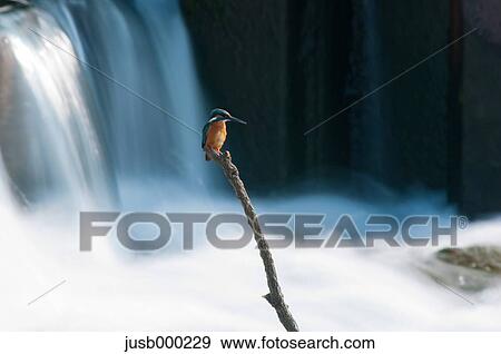 Stock Photo - Kingfisher on a branch and water stream. Fotosearch