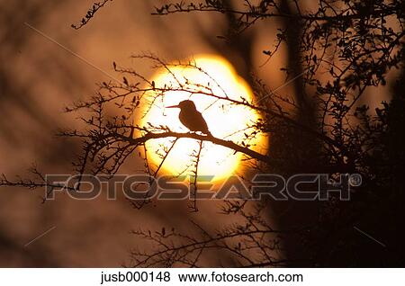 Kingfisher on a tree at sunset View Large Photo Image Stock Photo - Kingfisher on a tree at sunset. Fotosearch