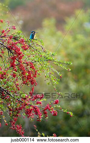 Kingfisher on a tree View Large Photo Image Picture - Kingfisher on a tree. Fotosearch