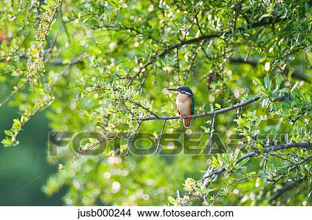 Kingfisher on a tree View Large Photo Image Picture - Kingfisher on a tree. Fotosearch