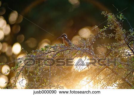 Kingfisher on a tree View Large Photo Image Stock Image - Kingfisher on a tree. Fotosearch