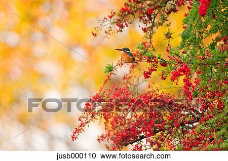 Stock Image - Kingfisher on a tree. Fotosearch