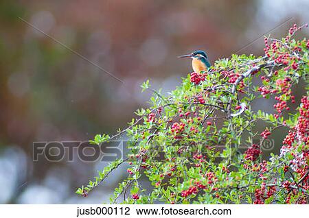 Kingfisher on a tree View Large Photo Image Stock Image - Kingfisher on a tree. Fotosearch