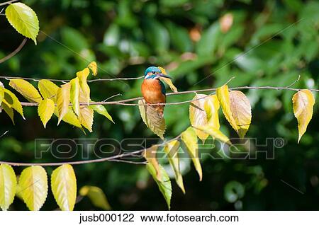 Kingfisher on a tree View Large Photo Image Stock Image - Kingfisher on a tree. Fotosearch