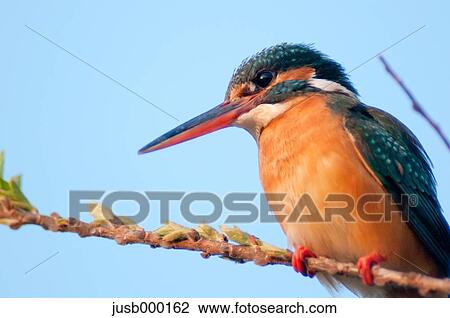 Stock Image - Kingfisher on a tree. Fotosearch
