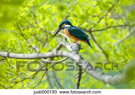 Kingfisher on a tree View Large Photo Image Stock Image - Kingfisher on a tree. Fotosearch
