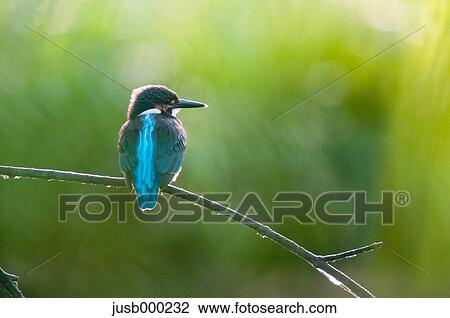 Stock Image - Kingfisher on a tree. Fotosearch