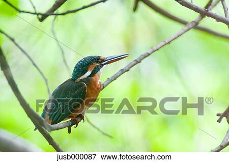 Kingfisher on a tree View Large Photo Image Stock Photo - Kingfisher on a tree. Fotosearch