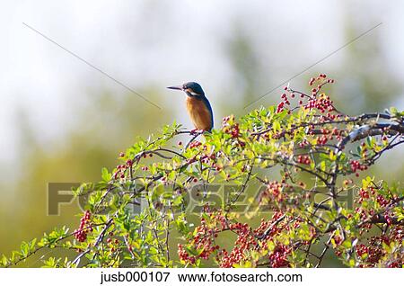 Kingfisher on a tree View Large Photo Image Stock Photo - Kingfisher on a tree. Fotosearch