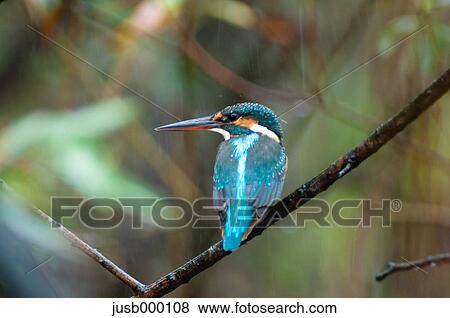 Kingfisher on a tree View Large Photo Image Stock Photo - Kingfisher on a tree. Fotosearch