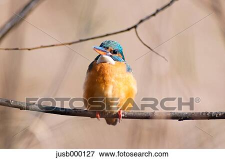 Kingfisher on a tree View Large Photo Image Stock Photo - Kingfisher on a tree. Fotosearch