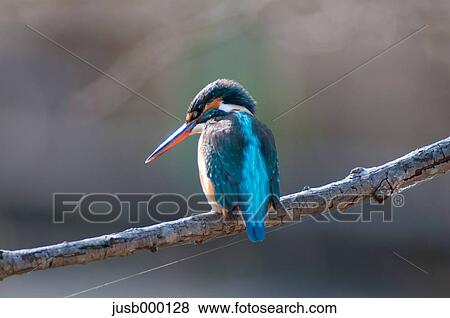 Kingfisher on a tree View Large Photo Image Stock Photo - Kingfisher on a tree. Fotosearch