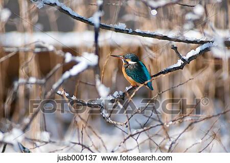 Kingfisher on a tree View Large Photo Image Stock Photo - Kingfisher on a tree. Fotosearch