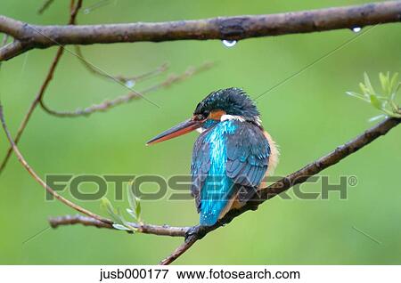Kingfisher on a tree View Large Photo Image Stock Photo - Kingfisher on a tree. Fotosearch
