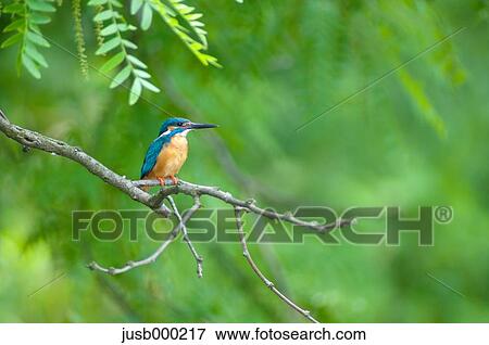 Kingfisher on a tree View Large Photo Image Stock Photo - Kingfisher on a tree. Fotosearch