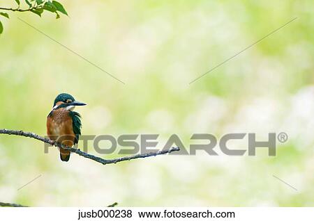 Kingfisher on a tree View Large Photo Image Stock Photo - Kingfisher on a tree. Fotosearch