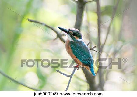 Kingfisher on a tree View Large Photo Image Stock Photo - Kingfisher on a tree. Fotosearch