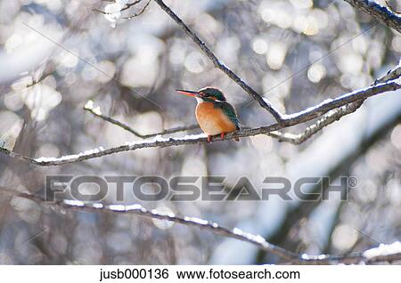 Kingfisher on a tree View Large Photo Image Stock Photograph - Kingfisher on a tree. Fotosearch
