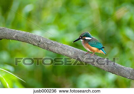 Kingfisher on a tree View Large Photo Image Stock Photograph - Kingfisher on a tree. Fotosearch