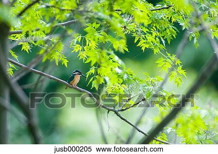 Kingfisher on a tree View Large Photo Image Stock Photography - Kingfisher on a tree. Fotosearch