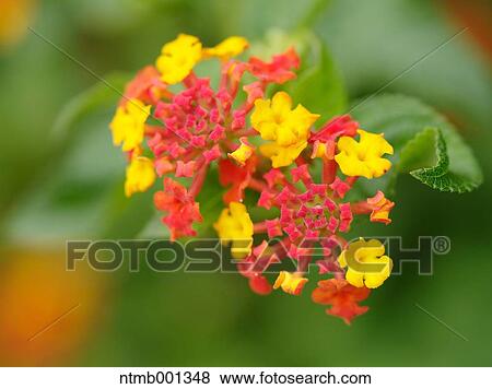 Stock Photo - Lantana flowers. Fotosearch