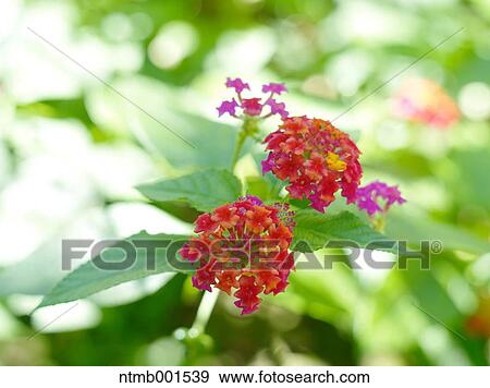Lantana View Large Photo Image Stock Photo - Lantana. Fotosearch