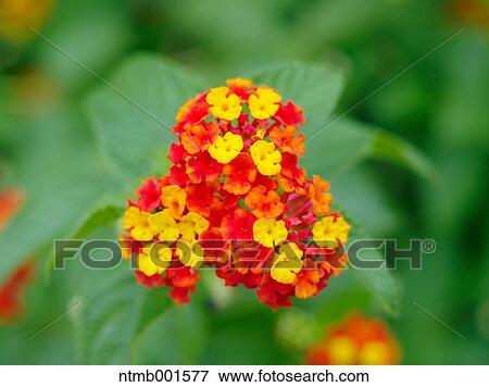 Lantana View Large Photo Image Stock Photo - Lantana. Fotosearch