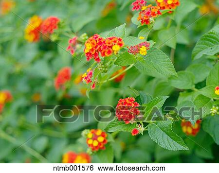 Lantana View Large Photo Image Stock Photograph - Lantana. Fotosearch