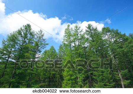 Larch forest, Hokkaido View Large Photo Image Stock Image - Larch forest, Hokkaido. Fotosearch