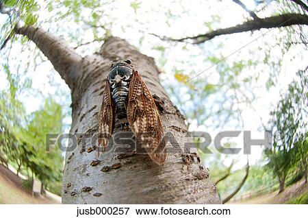 Stock Photo - Large brown cicada on a tree. Fotosearch