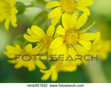 Leopard plant View Large Photo Image Stock Image - Leopard plant. Fotosearch