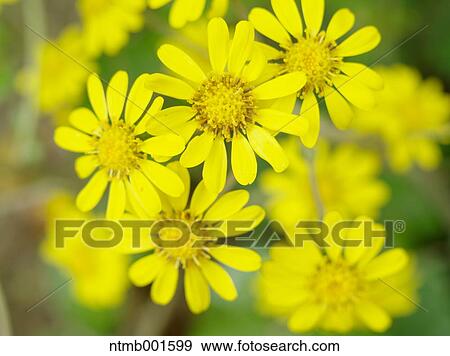 Leopard plant View Large Photo Image Stock Photo - Leopard plant. Fotosearch
