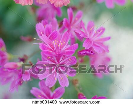 Lewisia cotyledon View Large Photo Image Stock Image - Lewisia cotyledon. Fotosearch