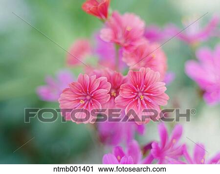 Lewisia cotyledon View Large Photo Image Stock Image - Lewisia cotyledon. Fotosearch