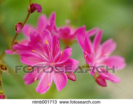 Lewisia cotyledon View Large Photo Image Stock Image - Lewisia cotyledon. Fotosearch