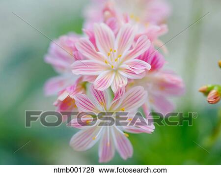 Lewisia cotyledon View Large Photo Image Stock Photo - Lewisia cotyledon. Fotosearch